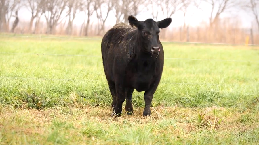 Lote VAQUILLONAS ELITE