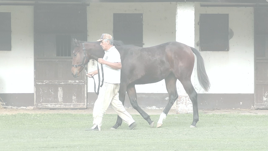 Lote CITA REMOTA (REMOTE -  CITA ROMANA)