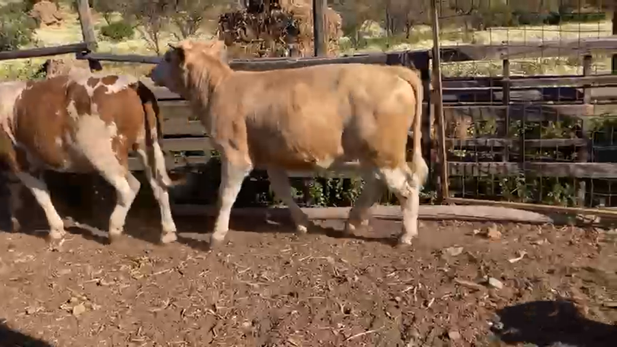 Lote 55 Ternero en Región Metropolitana, Colina