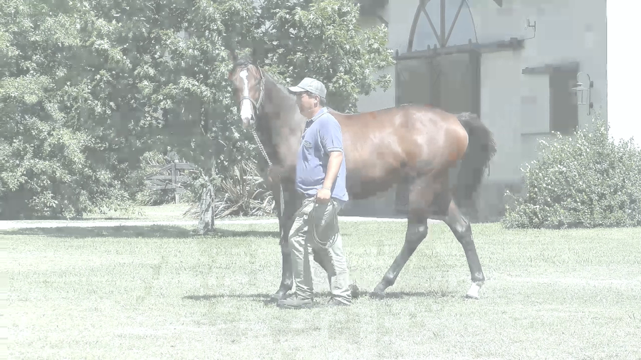 Lote MUSLARI RIDE (RERIDE -  GRAN DAMA BASKA)