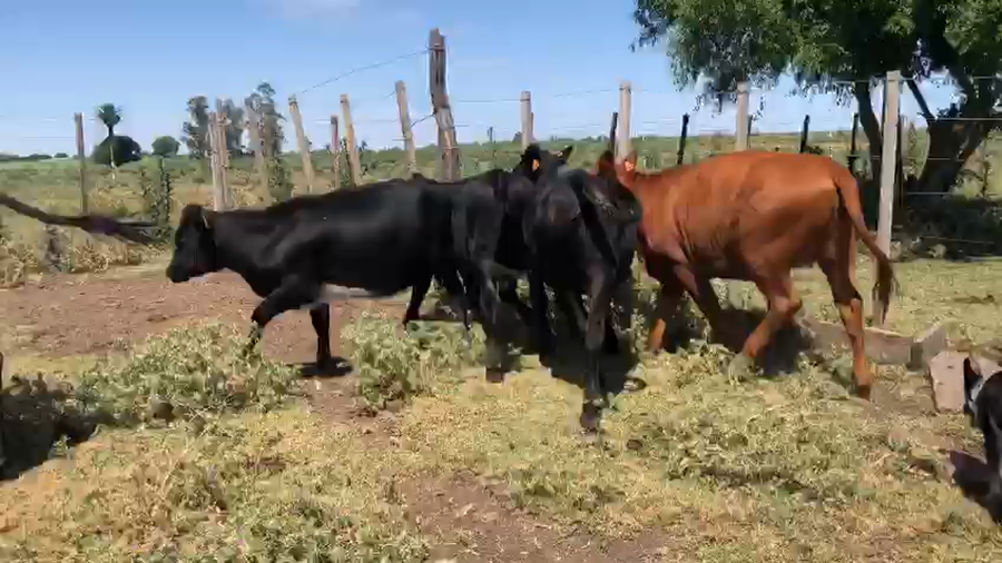 Lote 6 Terneras Angus y Cruza