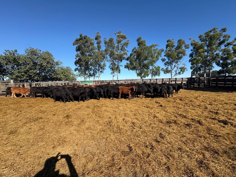 Lote 76 Vaquillonas en San Salvador - ER