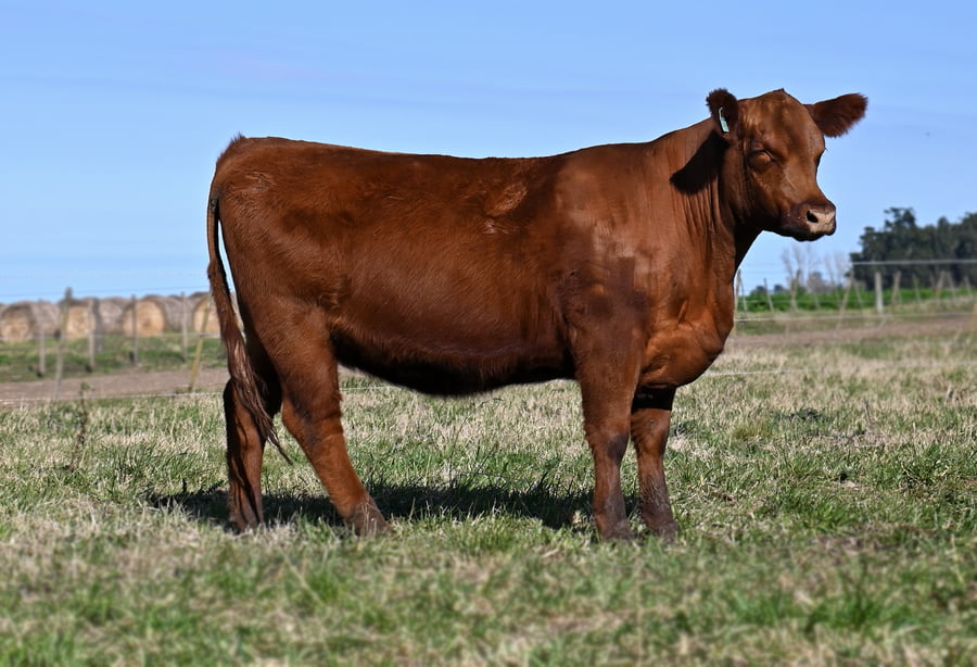 Lote VAQUILLONA PURA DE PEDIGREE