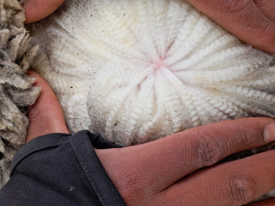 Lote Carnero TOP A, 18-0089