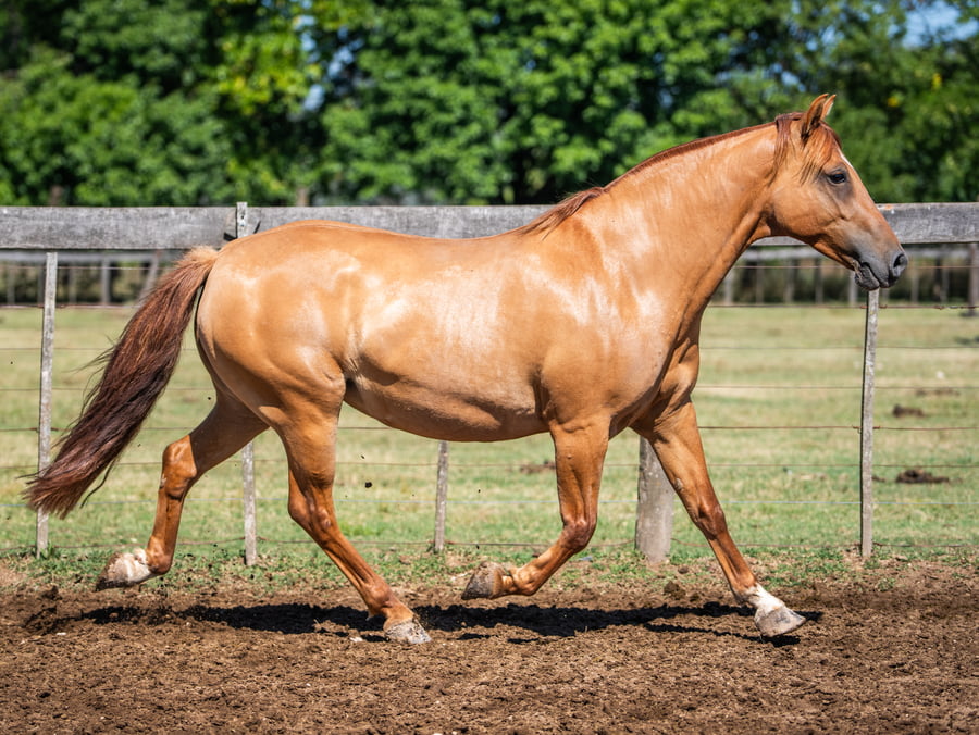 Lote DEL SIETE ORILLA