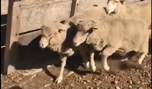 Lote Lote 5 La Soledad