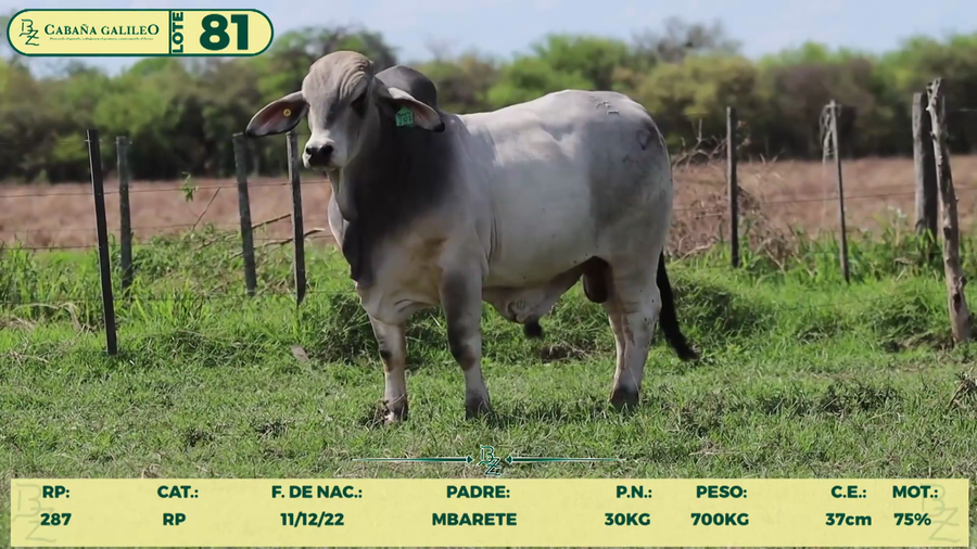Lote LOTE 81