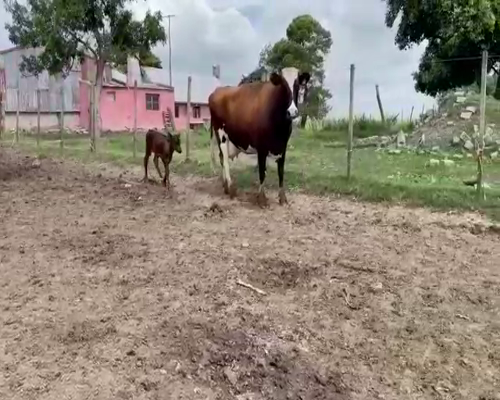 Lote (Vendido)2 Piezas de cría HOLANDO a remate en Entre Martillos en CARRETA QUEMADA