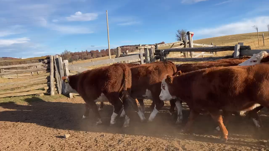 Lote 50 Novillo Engorda en Coyhaique, XI Región Aysén