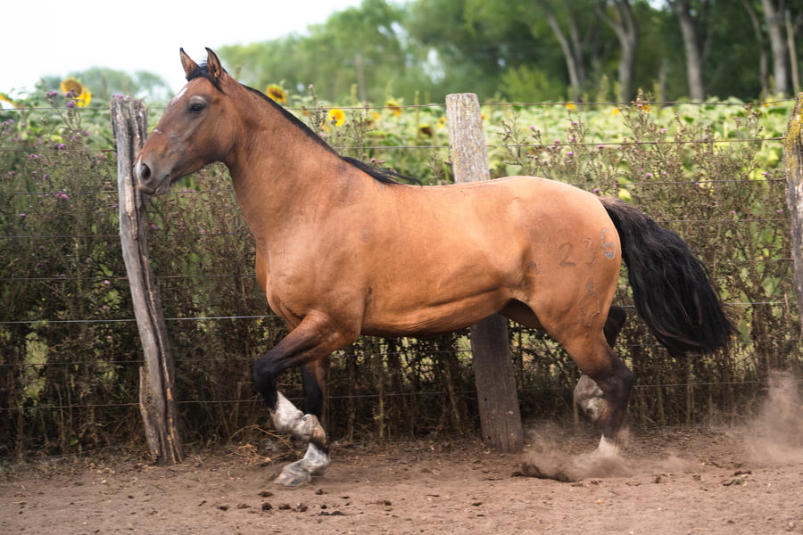 Lote PERDIDA CUARTINA