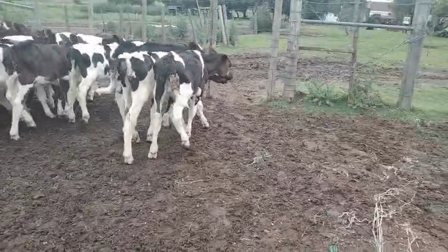 Lote 30 Terneros a remate en Pantalla Camy en San Gregorio