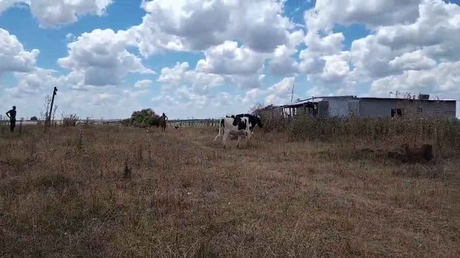 Lote 2 Vaquillonas , San José