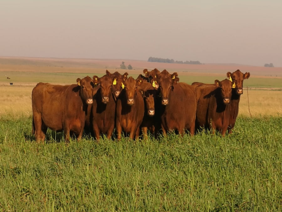 Lote VACAS A. ANGUS COLORADAS P. CONTROLADAS C/ GTIA DE PREÑEZ