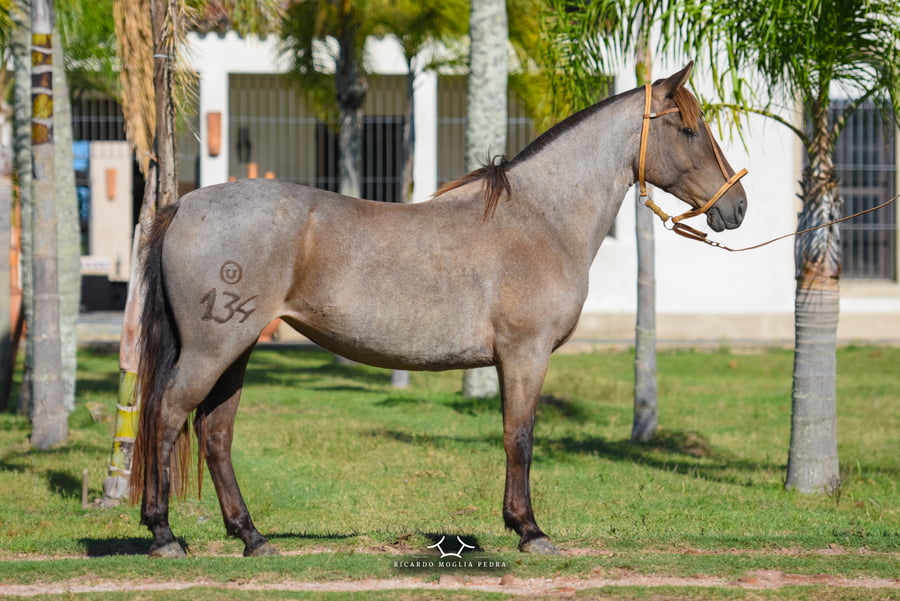 Lote RP 134 - Fueguina