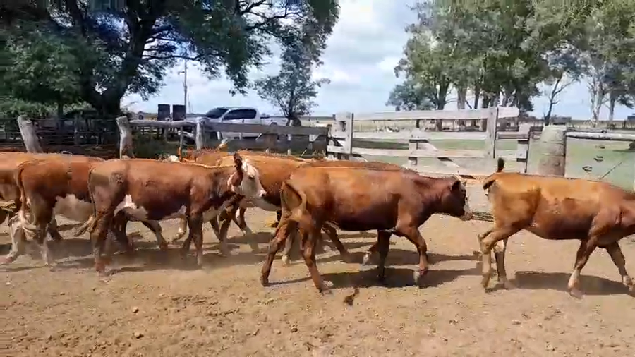 Lote 120 Terneras