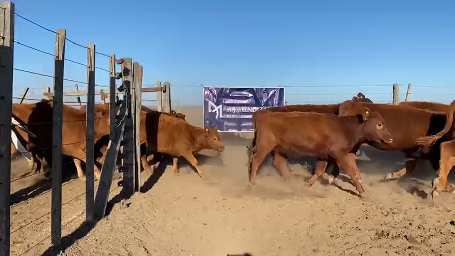 Lote 75 TERNS HEMBRAS, GUAMINI, PCIA. DE BS. AS.