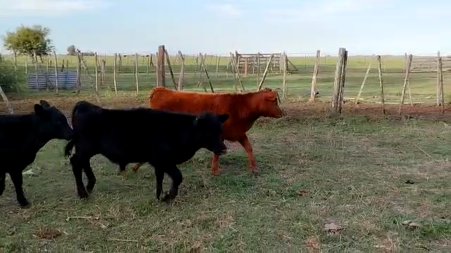 Lote 60 TERNS. MACHOS Y HEMBRAS, CHASCOMUS, PCIA. DE BS. AS.