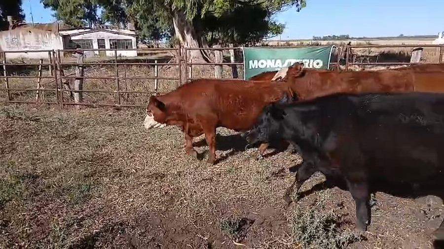 Lote 47 Terneros en Benito Juárez