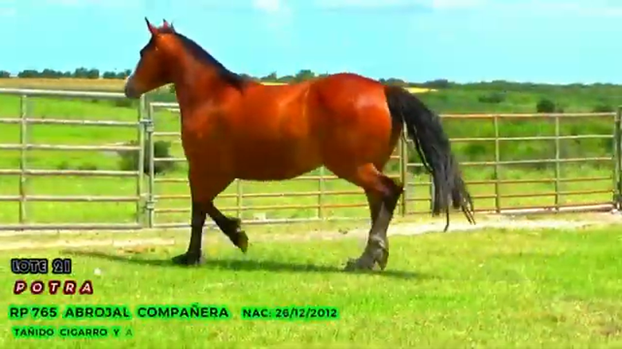 Lote Abrojal Compañera