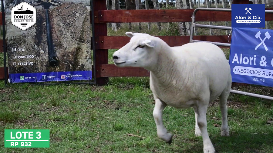 Lote Borregas Texel a remate en Texel Don José 2022 en Tupambaé