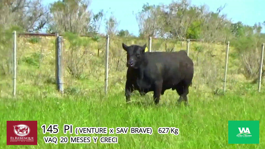 Lote Toros a remate en Angus el Rebenque  en Asociación Rural de Florida