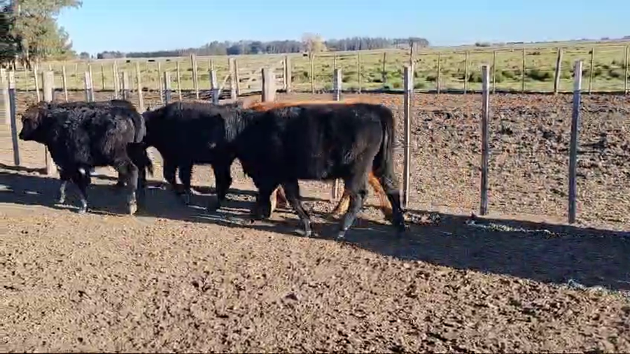 Lote 71 Terneros/as en Magdalena, Buenos Aires