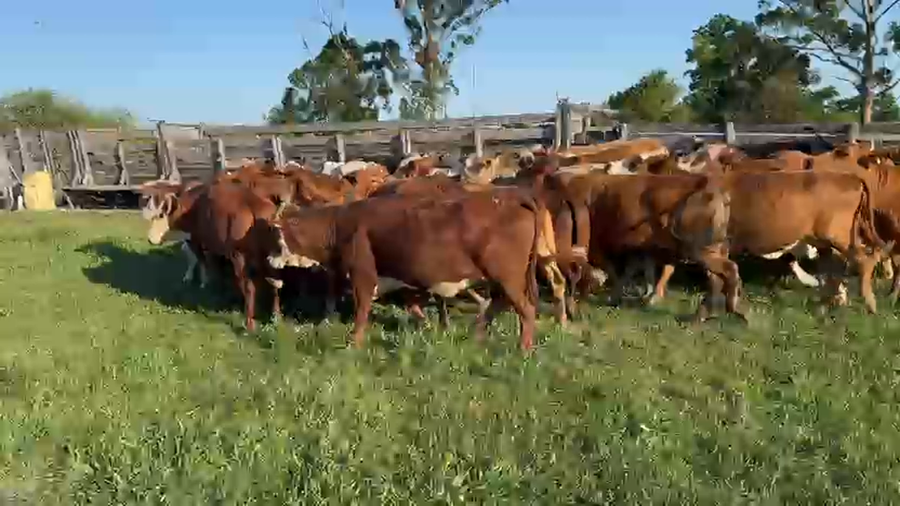 Lote 50 Vacas de invernar