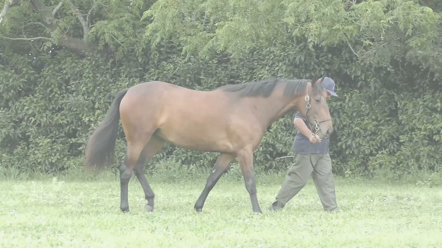 Lote HOLY ROMAN (ROMAN JOY - HOLY MANI)