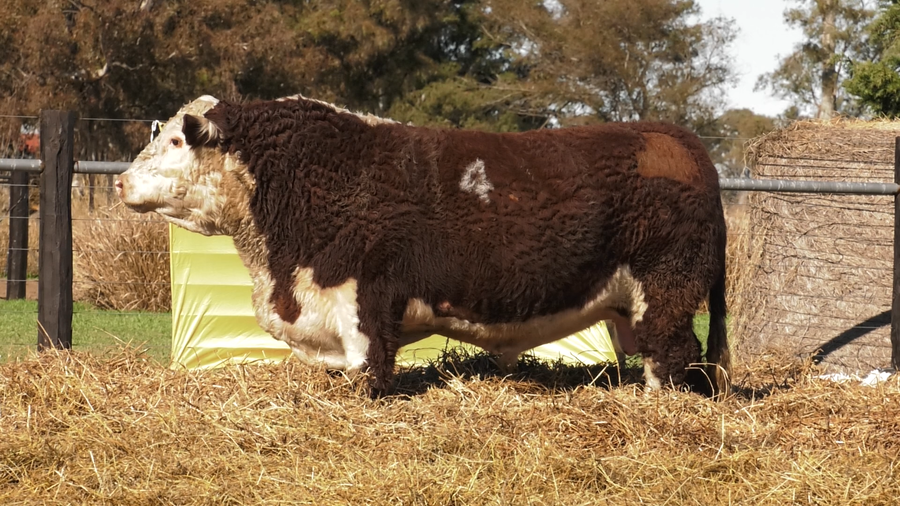 Lote TOROS P. HEREFORD PURO REGISTRADO