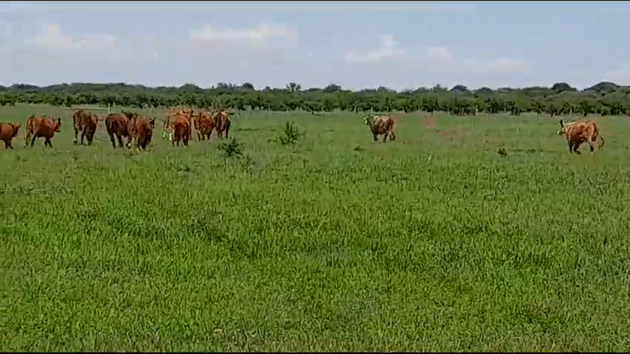 Lote 25 Vacas Braford en Vera y Pintado, Santa Fe
