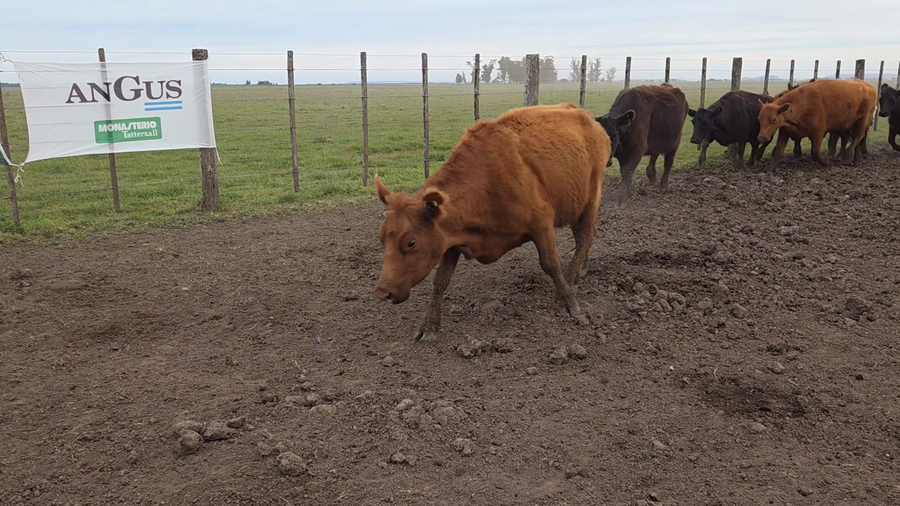 Lote 80 Vacas con Cría en Balcarce
