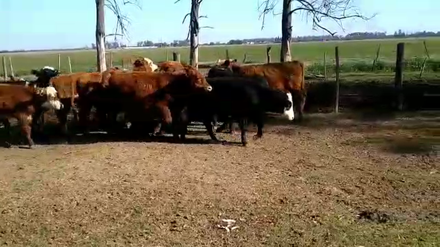 Lote 16 terneros en Palacios, Santa Fe