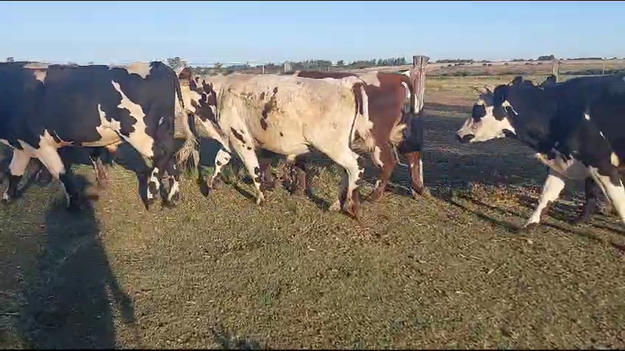 Lote 13 Novillos Normando a remate en Pantalla Camy en Libertad