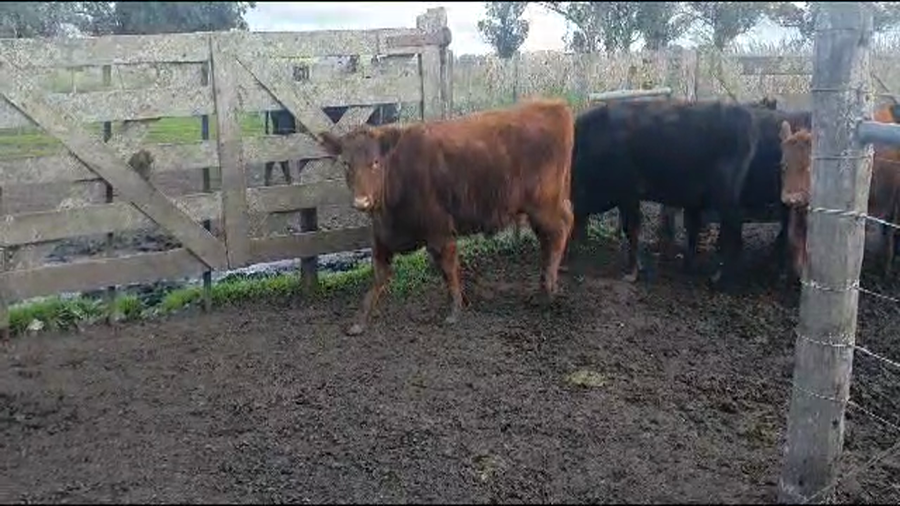 Lote 57 Terneros en Necochea, Buenos Aires