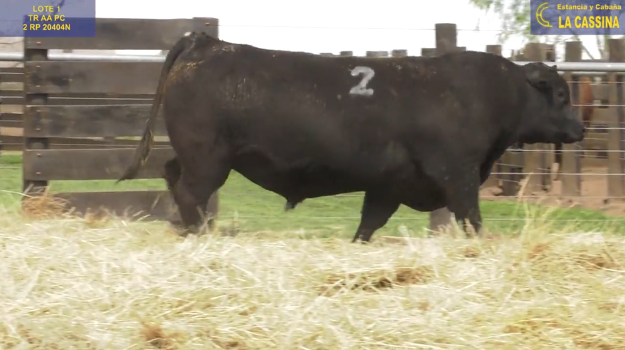Lote TOROS ANGUS PURO CONTROLADO