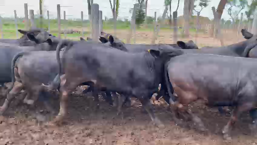 Lote 75 Vaquillonas en Palo Santo, Formosa