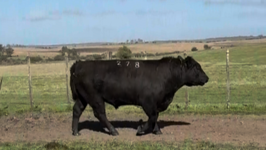 Lote Angus