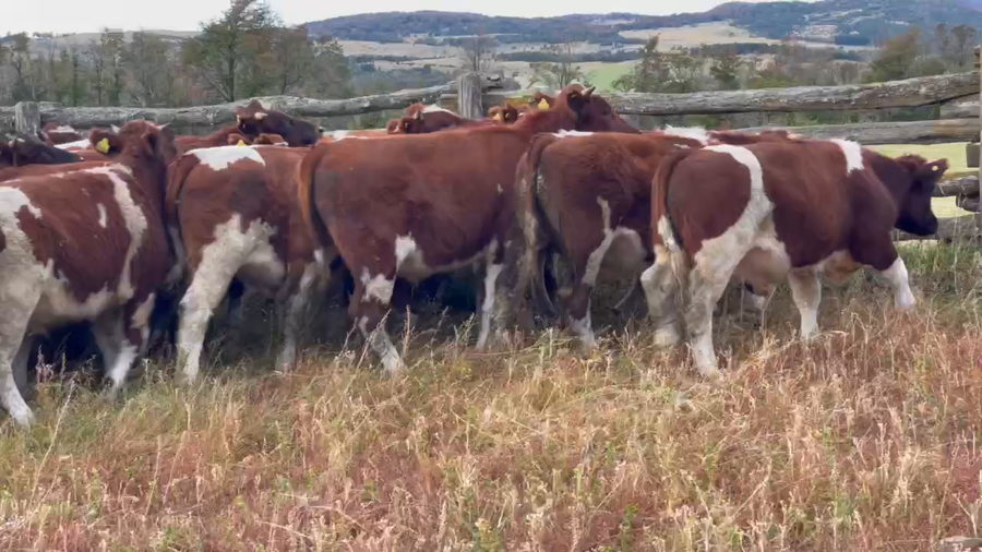 Lote 55 Novillo Engorda en Coyhaique, XI Región Aysén