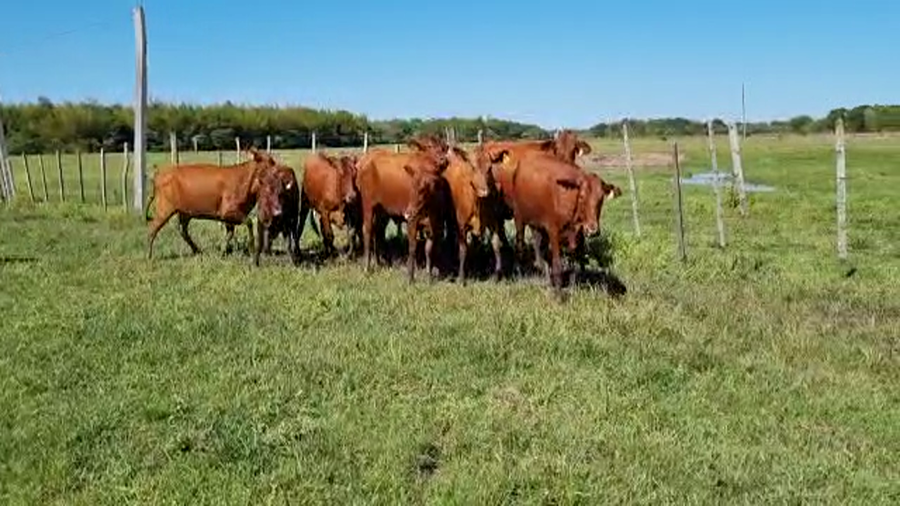 Lote VAQUILAS PREÑADAS