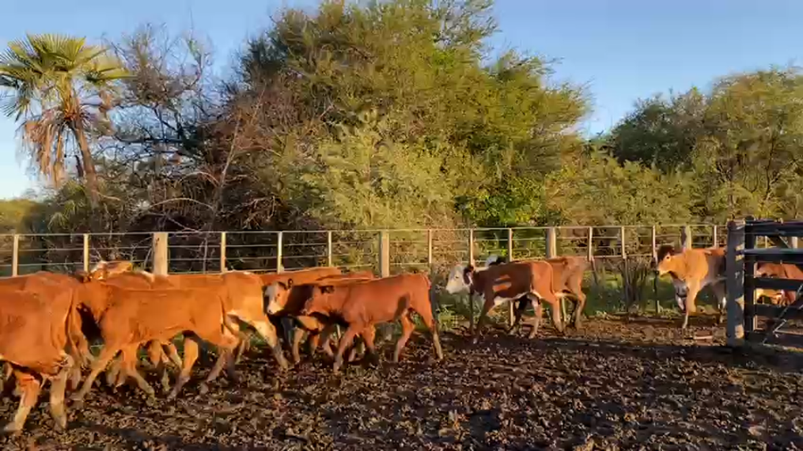 Lote 100 Terneras en Pto. Eva Perón, Chaco