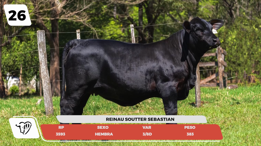 Lote LOTE 26- JUNIOR