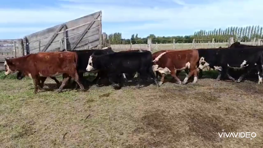 Lote 62 Terneros/as
