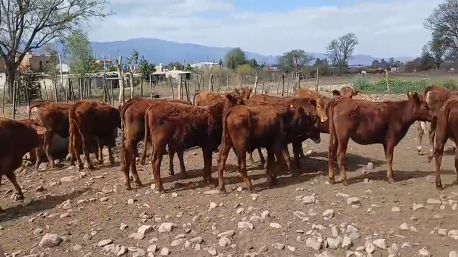 Lote 50 Terneros/as