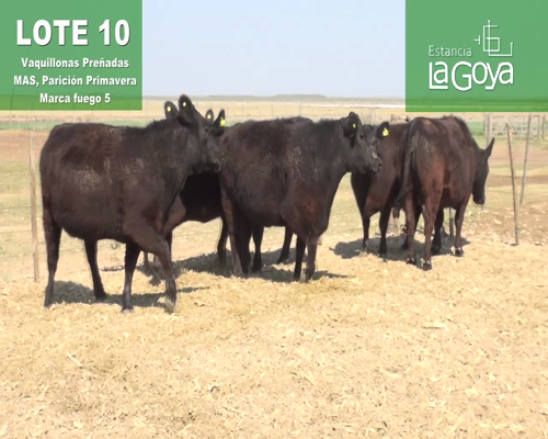 Lote VAQUILLONAS PREÑADAS MAS PARICIÓN PRIMAVERA