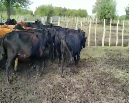 Lote 27 Vacas de invernar en Villaguay, Entre Ríos