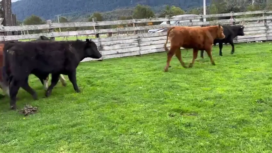 Lote 32 Ternero en Cisnes, XI Región Aysén