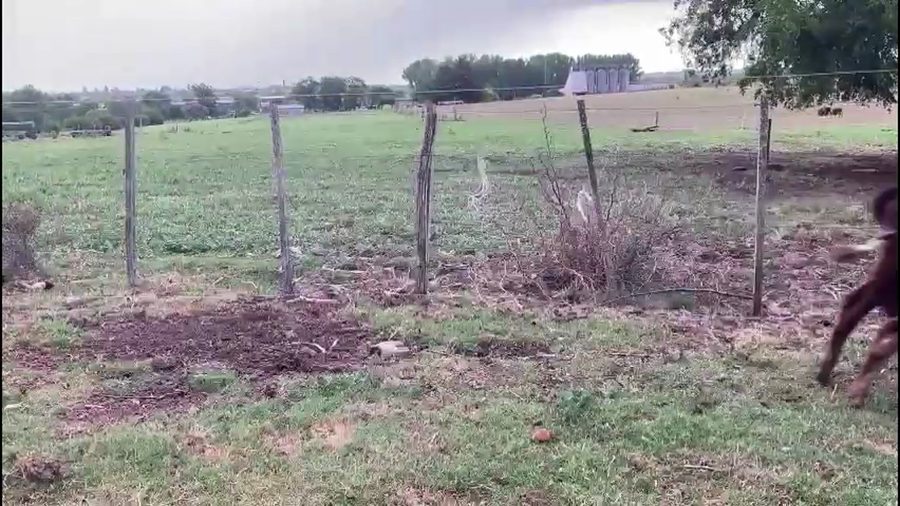 Lote 9 Hembras y 7 Machos Terneros