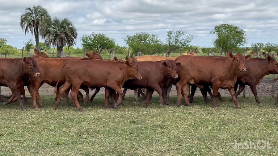 Lote 114 Terneras en Corrientes, Perugorría