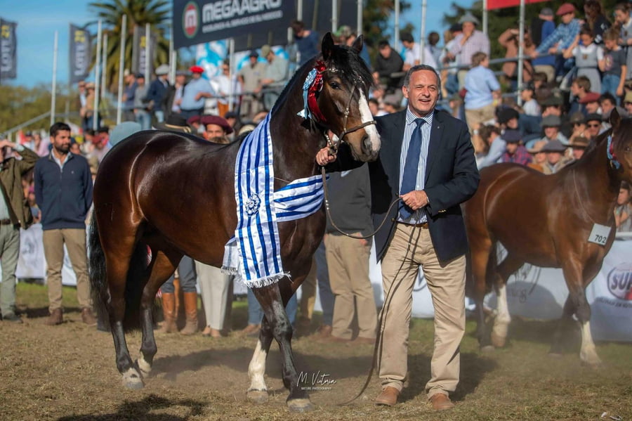 Lote EMBRIONES TARANTULA Y OLIMPICA