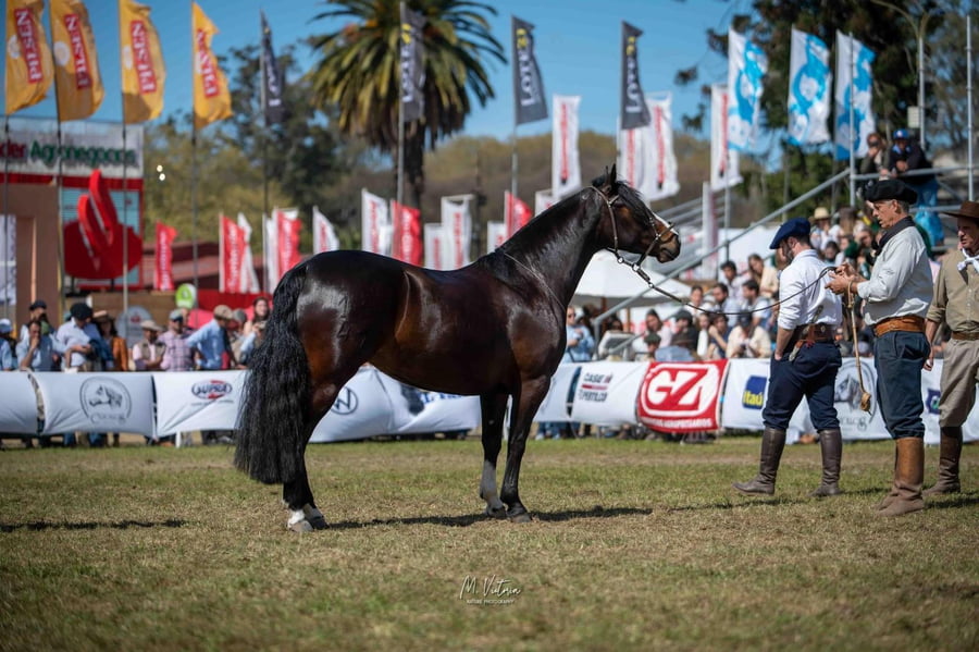 Lote EMBRIONES TARANTULA Y OLIMPICA